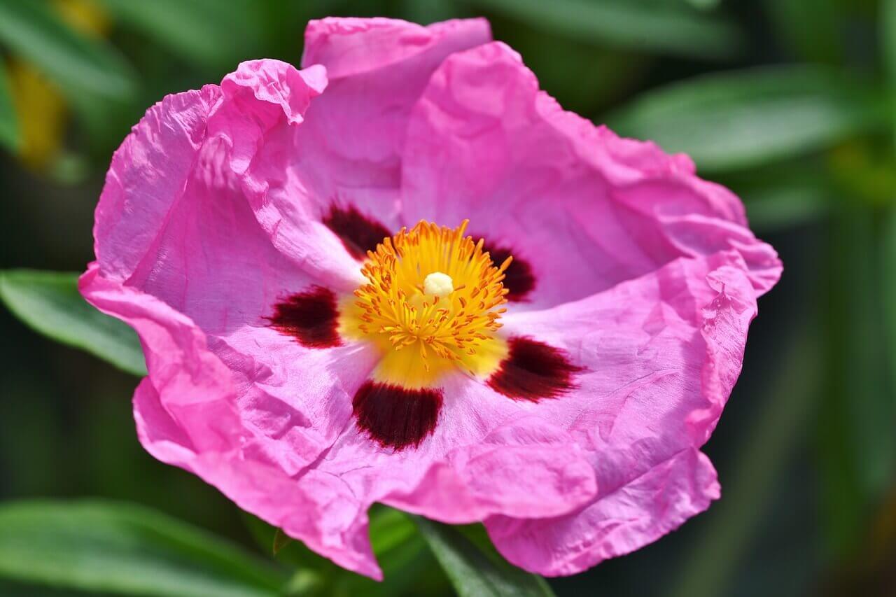 Cistus - Ciste – Image 2