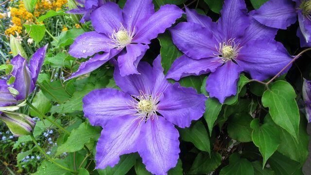 Clématite - Clematis