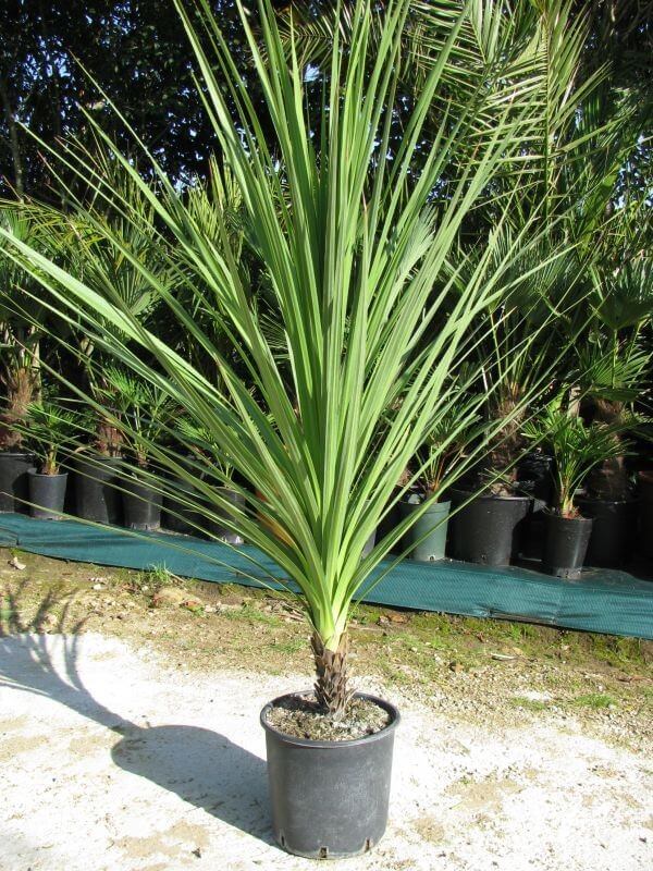Dracaena Cordyline VERT