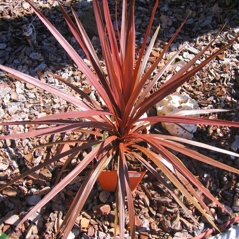 Dracaena Cordyline ROUGE – Image 3