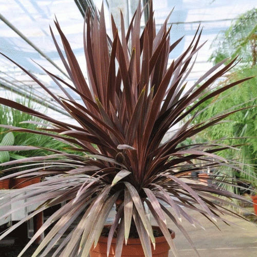 Dracaena Cordyline ROUGE