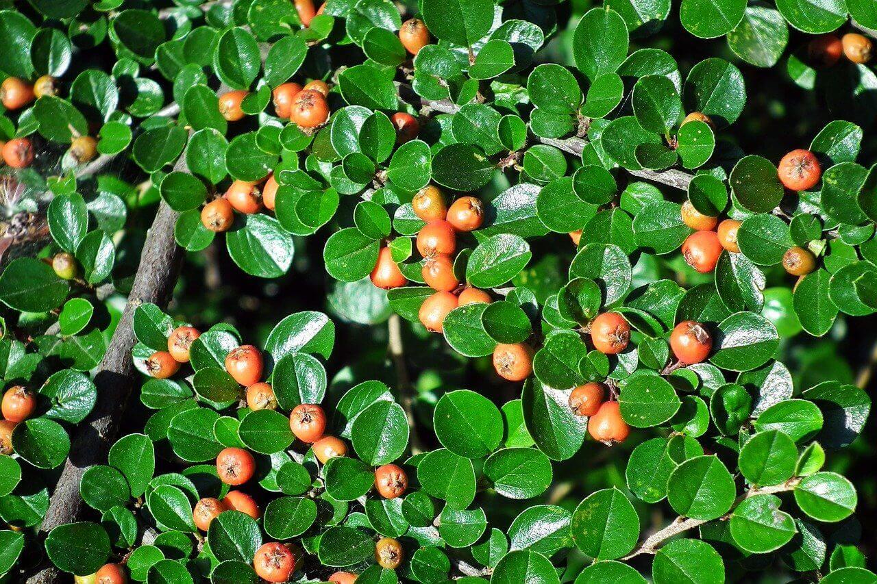 Cotoneaster Lacteus et Franchetti – Image 3
