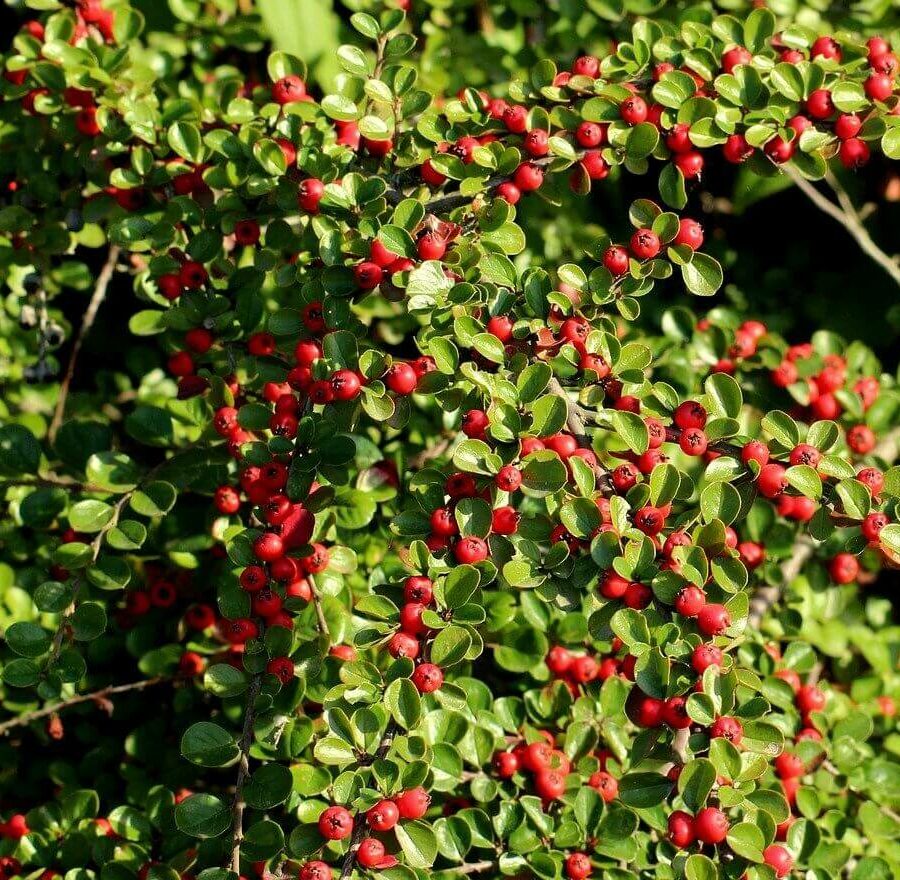 Cotoneaster Lacteus et Franchetti