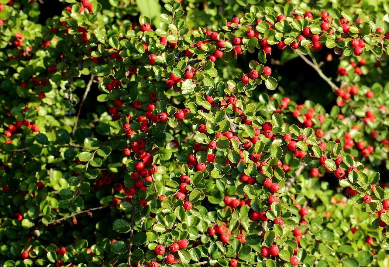 Cotoneaster Lacteus et Franchetti