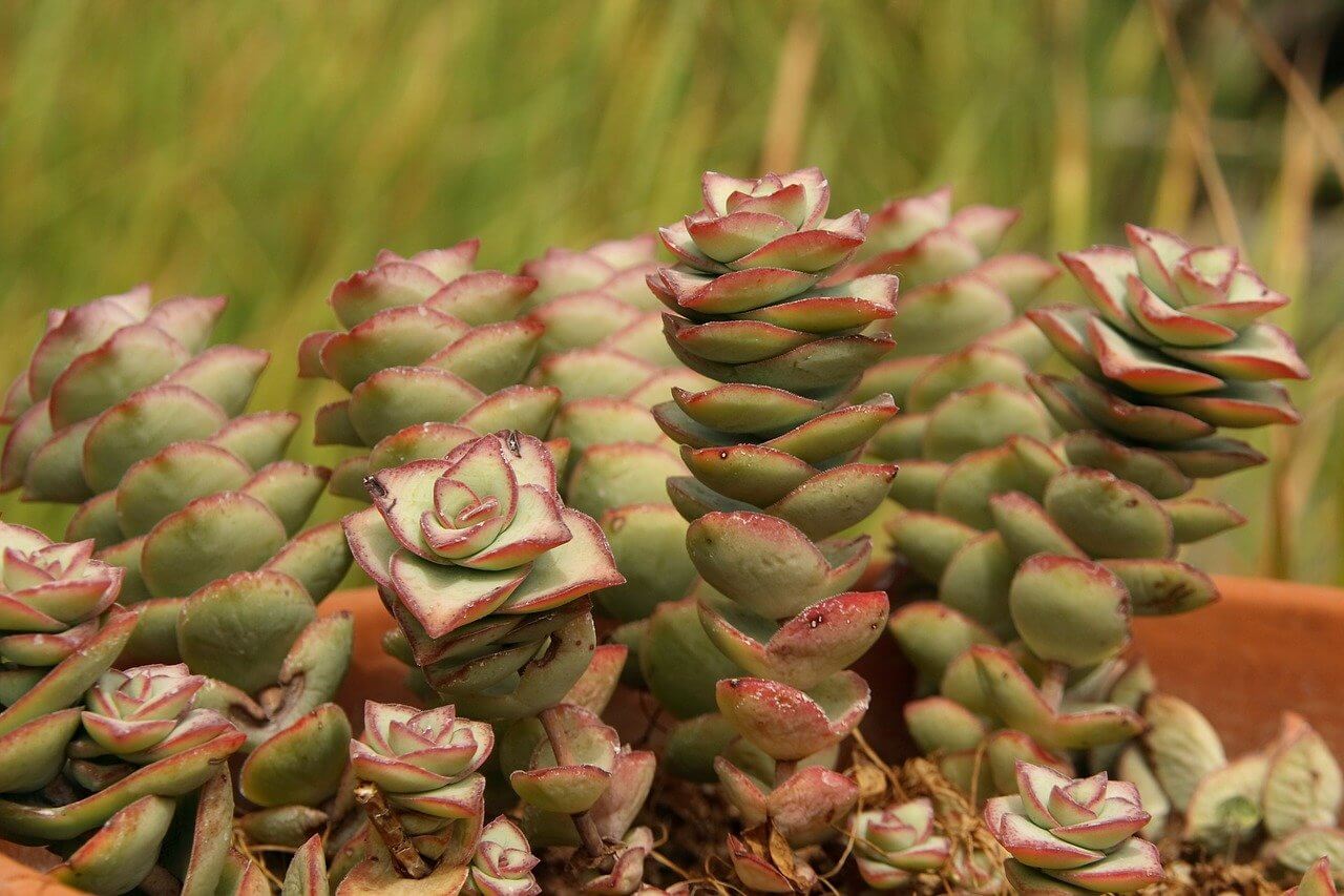 Crassula – Image 2