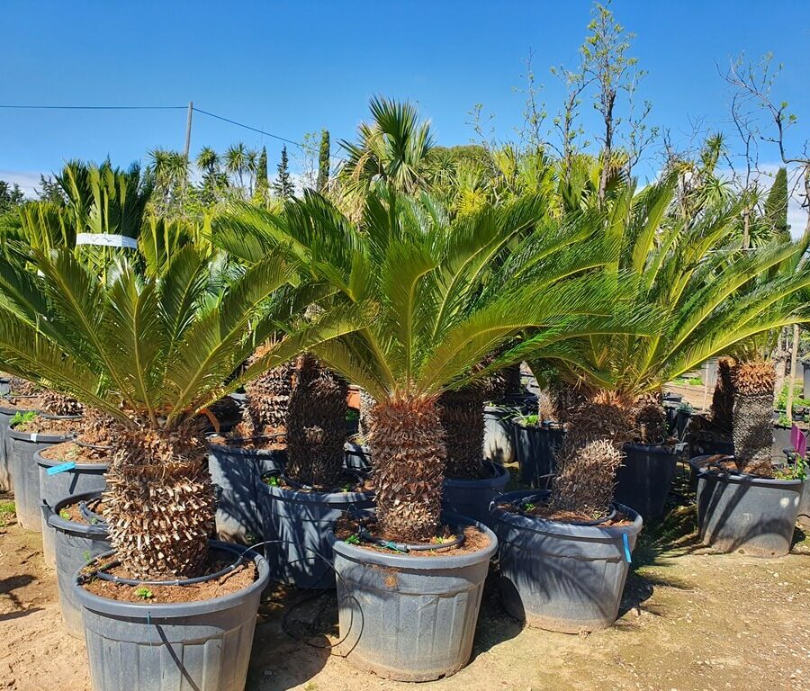 Palmier Cycas Revoluta