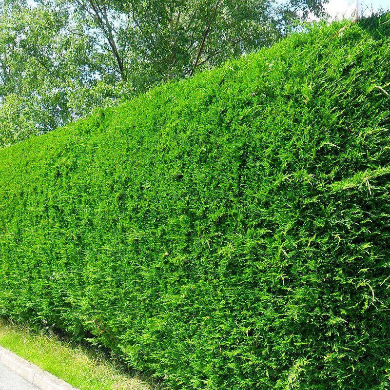 Cyprès Leyland- Cupressocyparis Leydandii