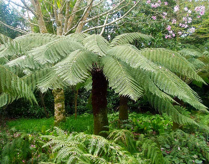 Dicksonia Antartica - Fougère