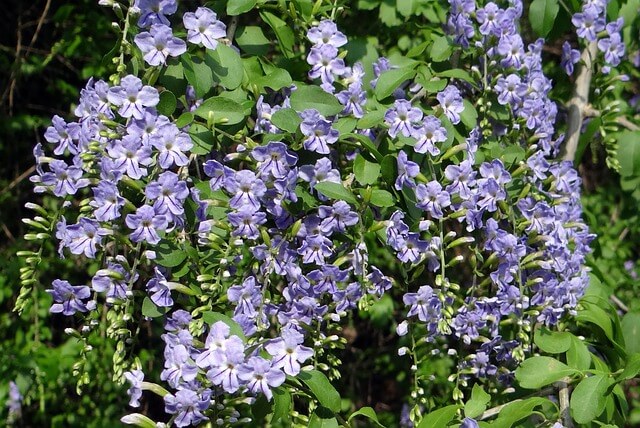 Duranta