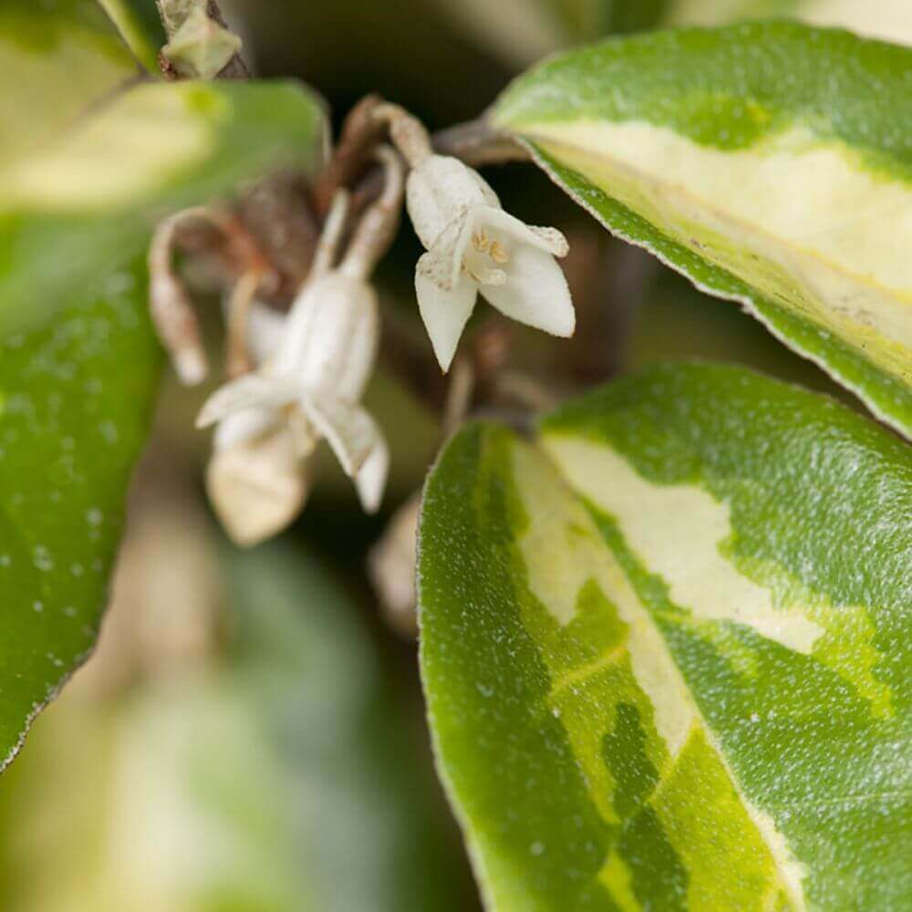Elaeagnus - Limelight Panaché – Image 2