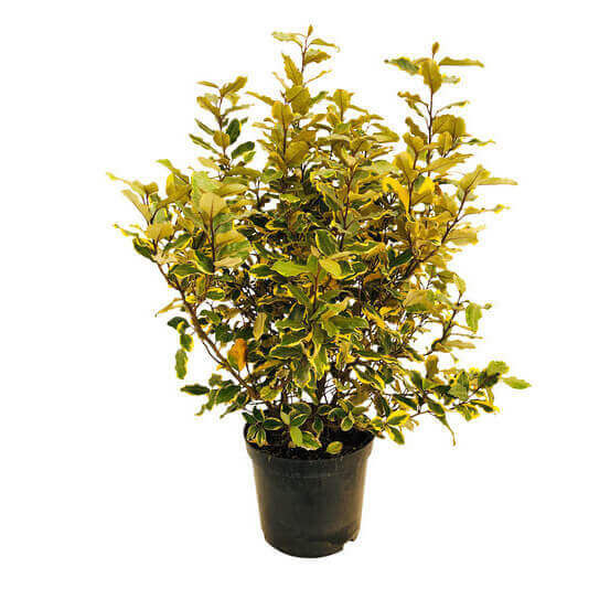 Elaeagnus x Ebbengei