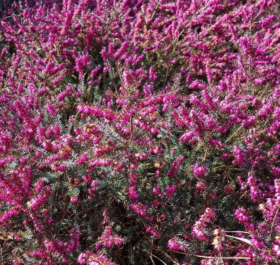 Erica Multiflora - Bruyère Méditerranée