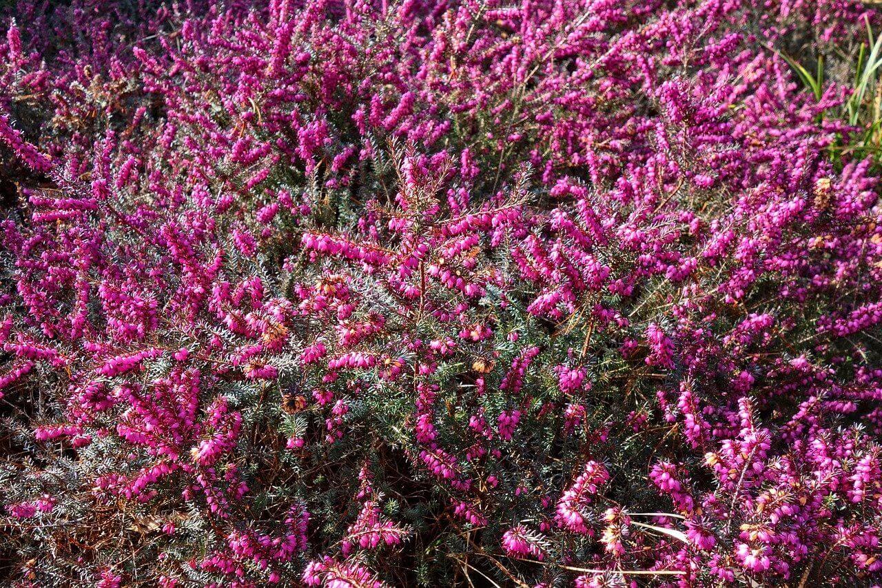 Erica Multiflora - Bruyère Méditerranée