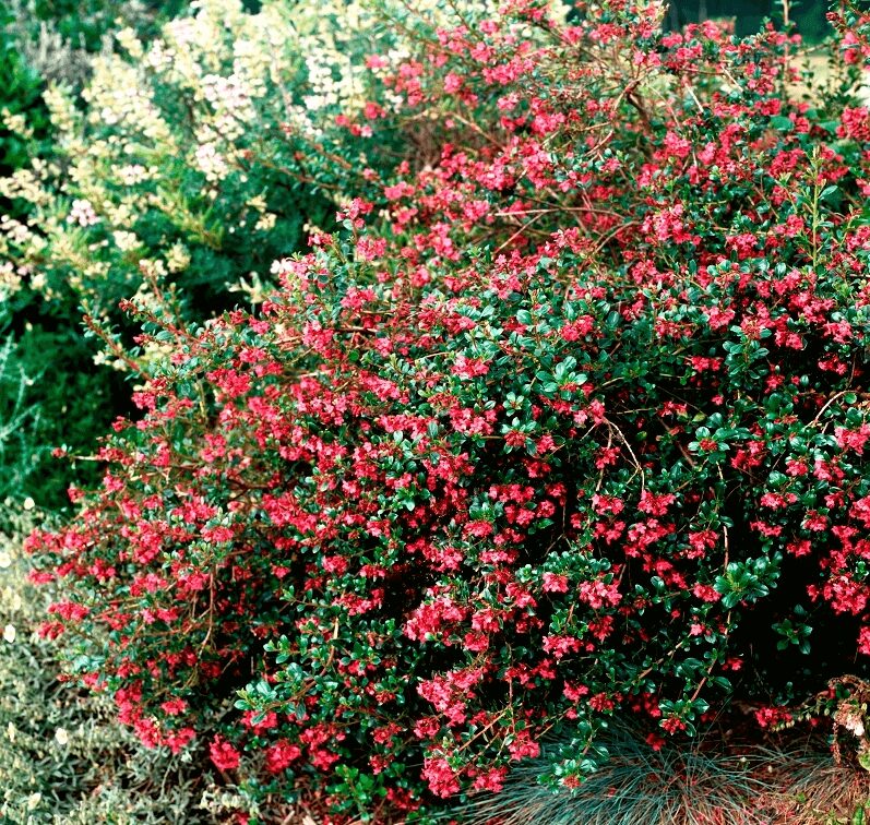 Escallonia