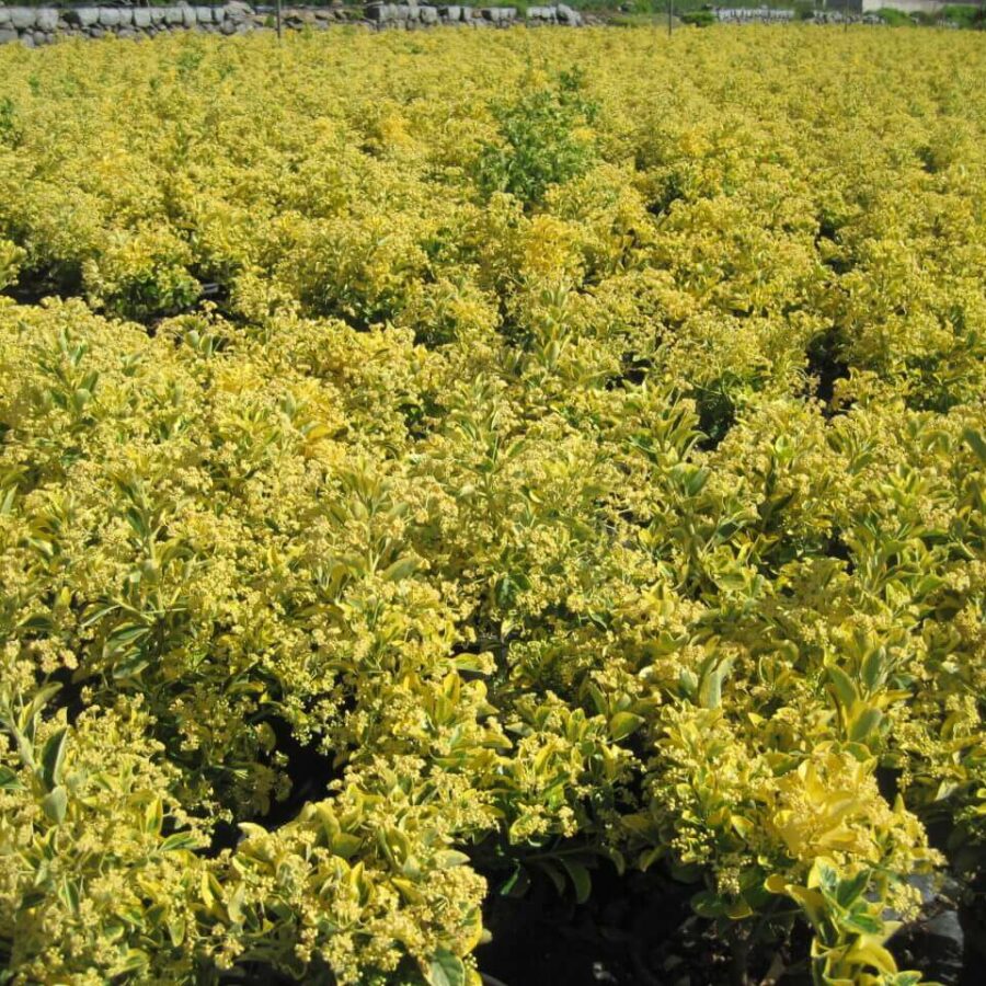 Euonymus Japonicus