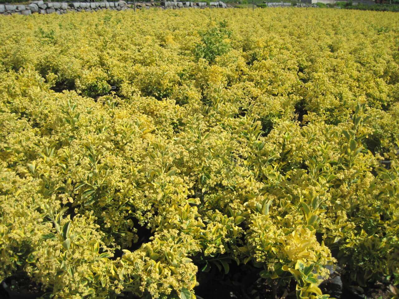 Euonymus Japonicus