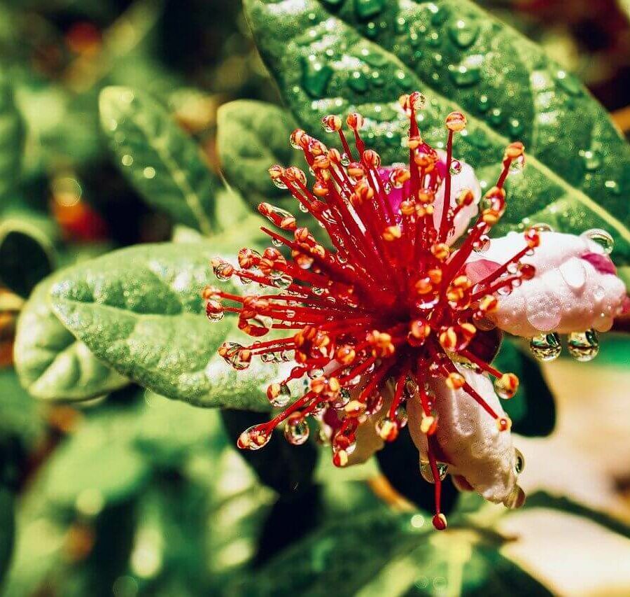 Acca - Feijoa