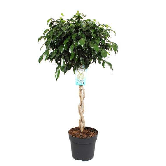 Ficus Benjamina