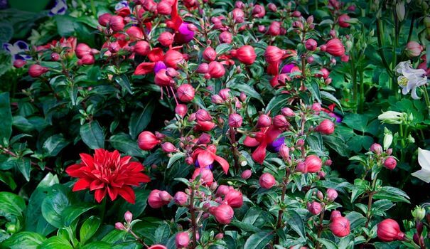 Fuchsia