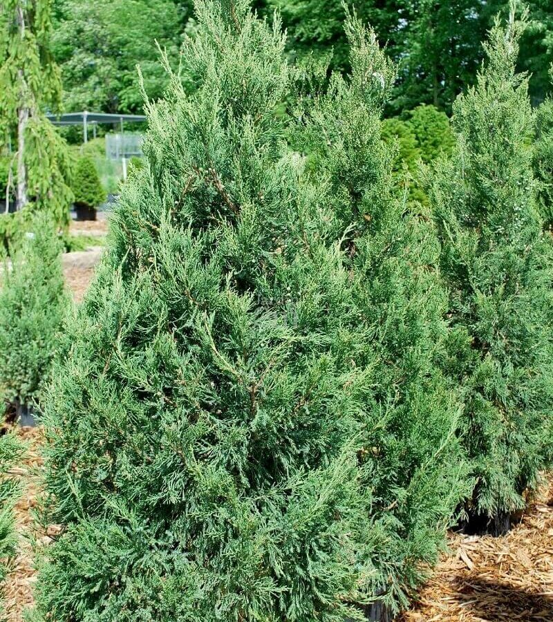 Genevrier - Juniperus