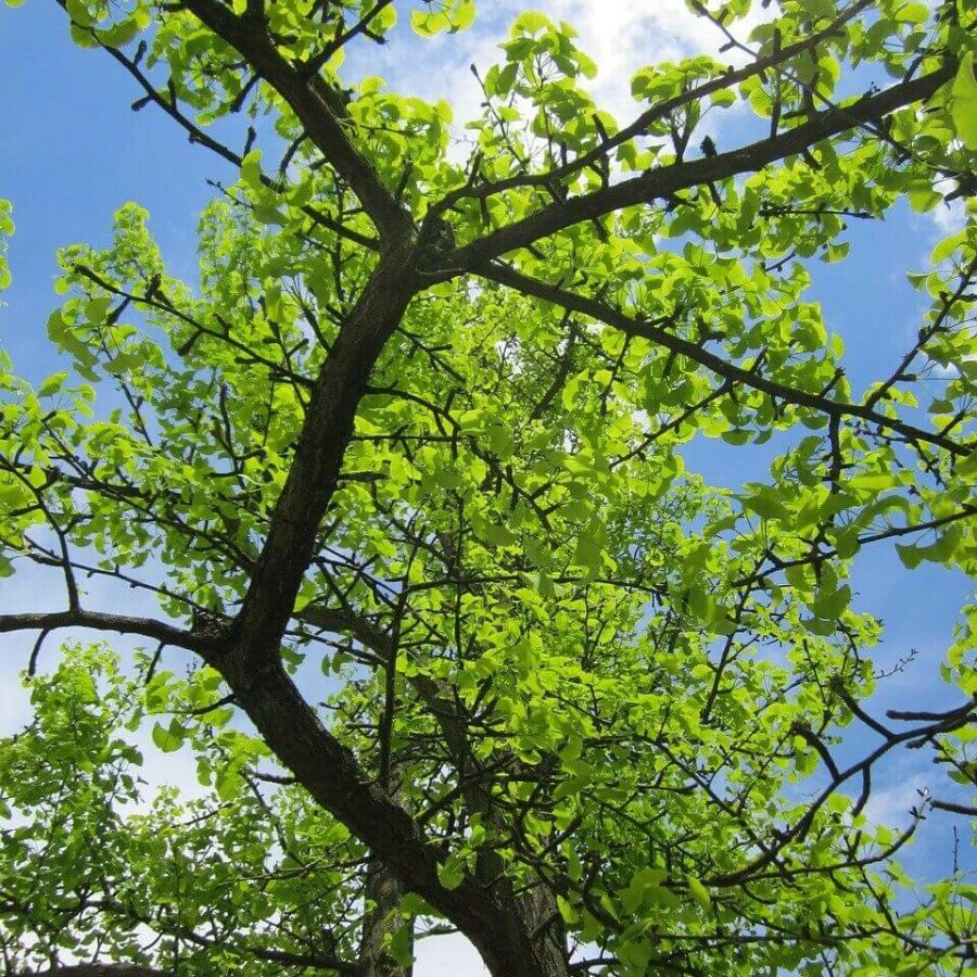Ginkgo Biloba
