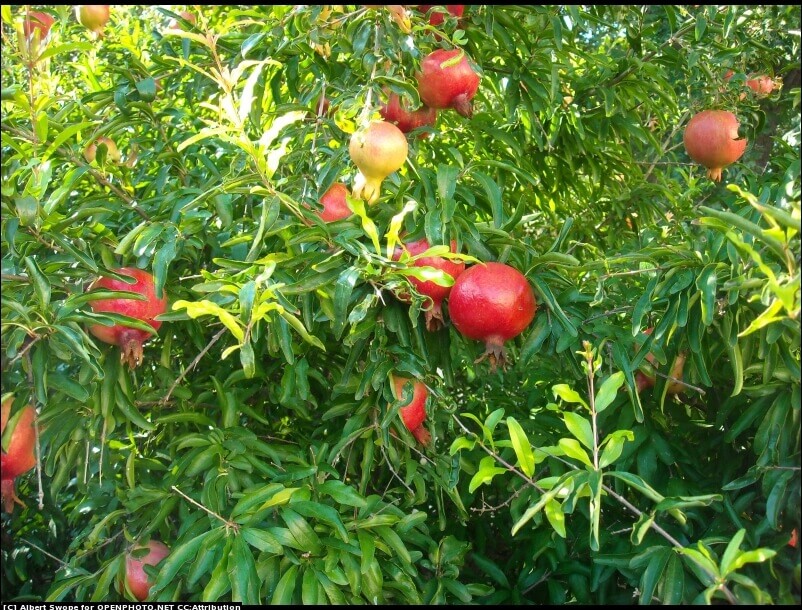 Grenadier à Fruits - Punica Granatum
