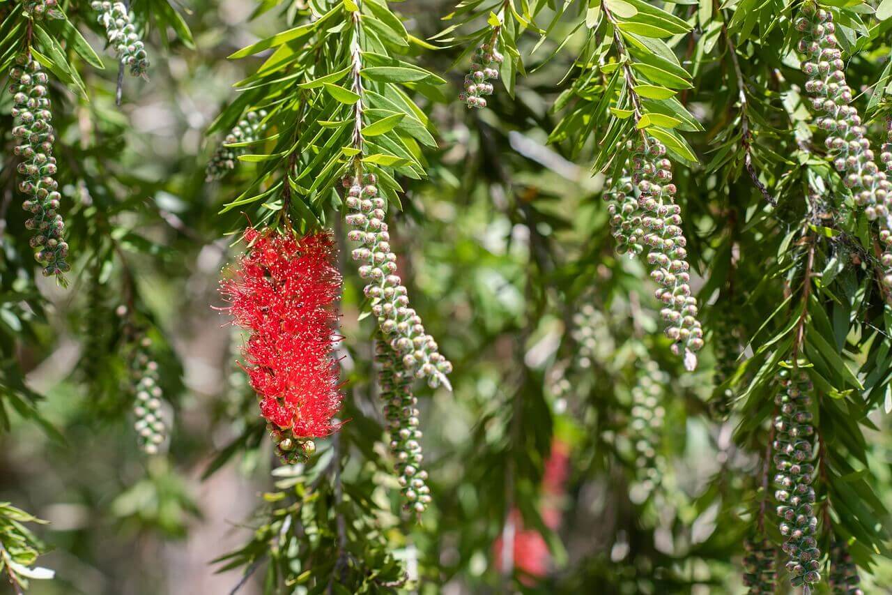 Grevillea – Image 6