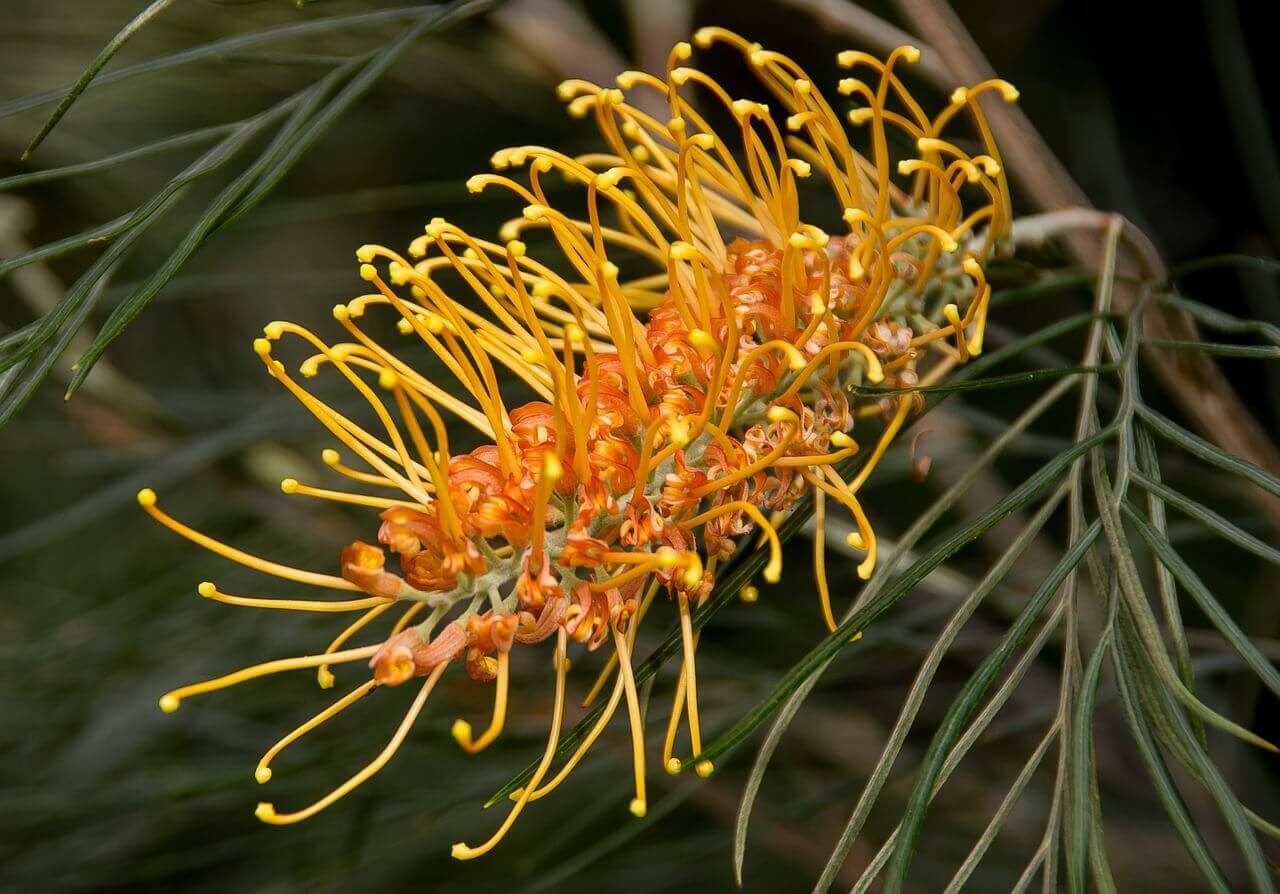 Grevillea – Image 5
