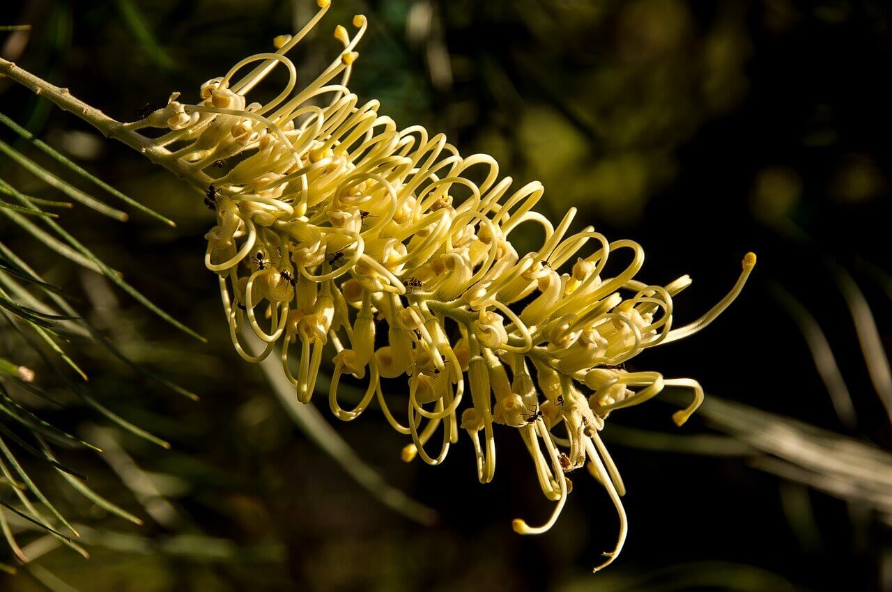 Grevillea – Image 4