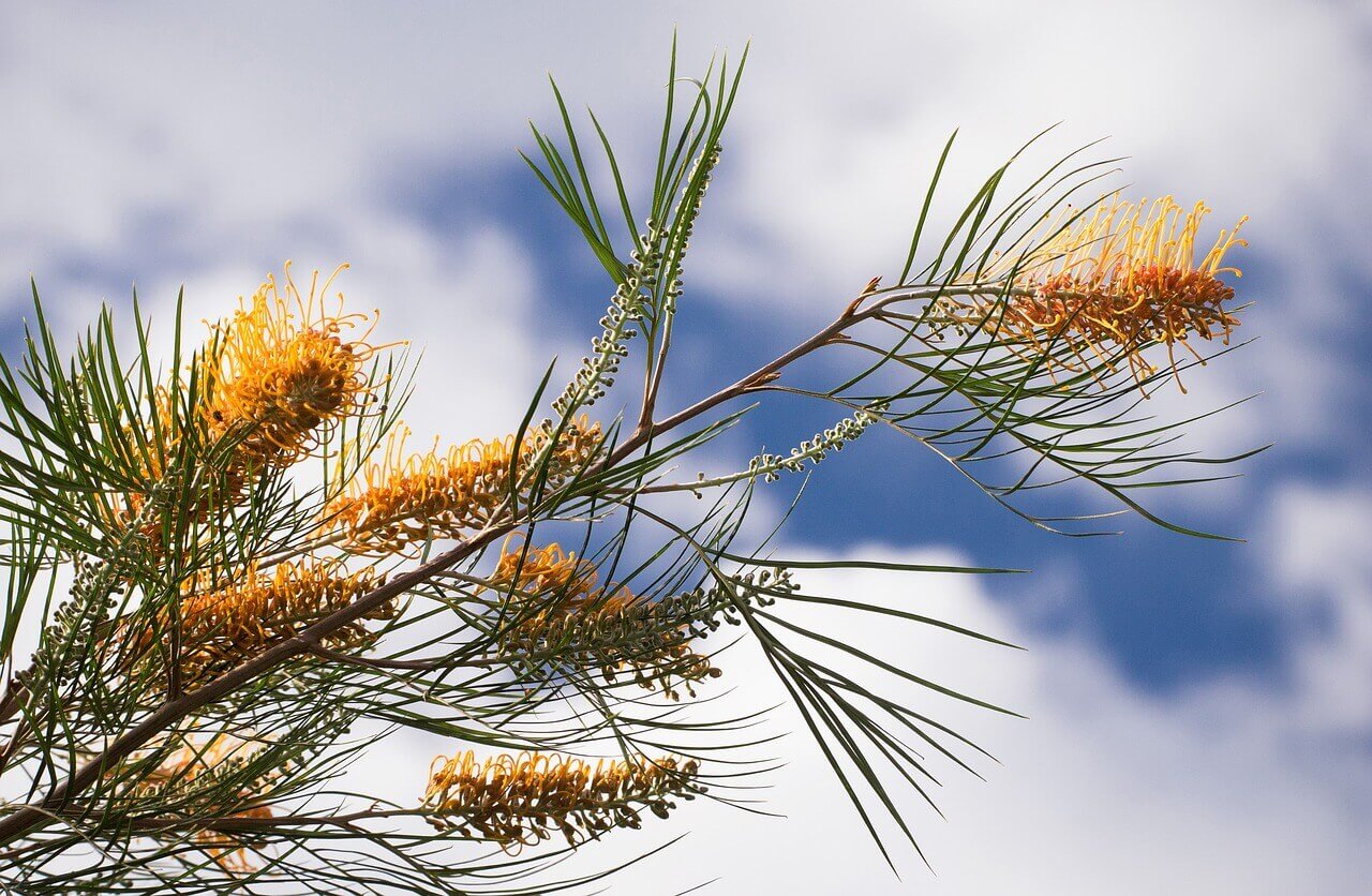 Grevillea – Image 3
