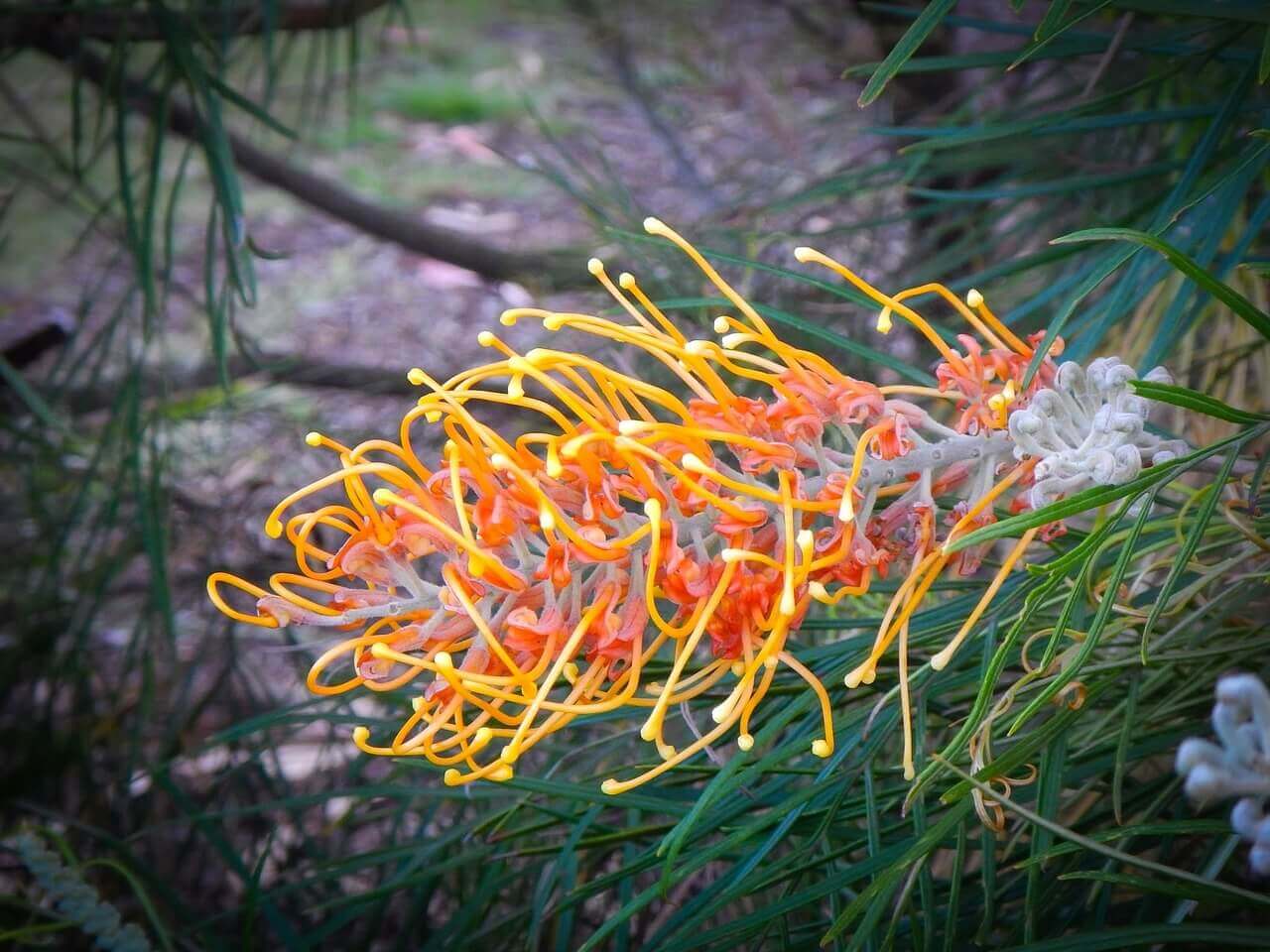 Grevillea – Image 2