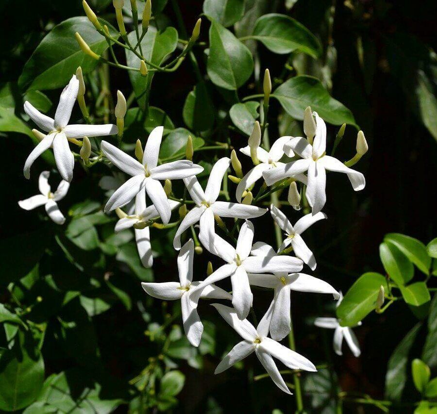 Jasmin - Jasminum