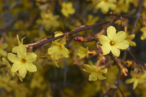 Jasmin - Jasminum – Image 4