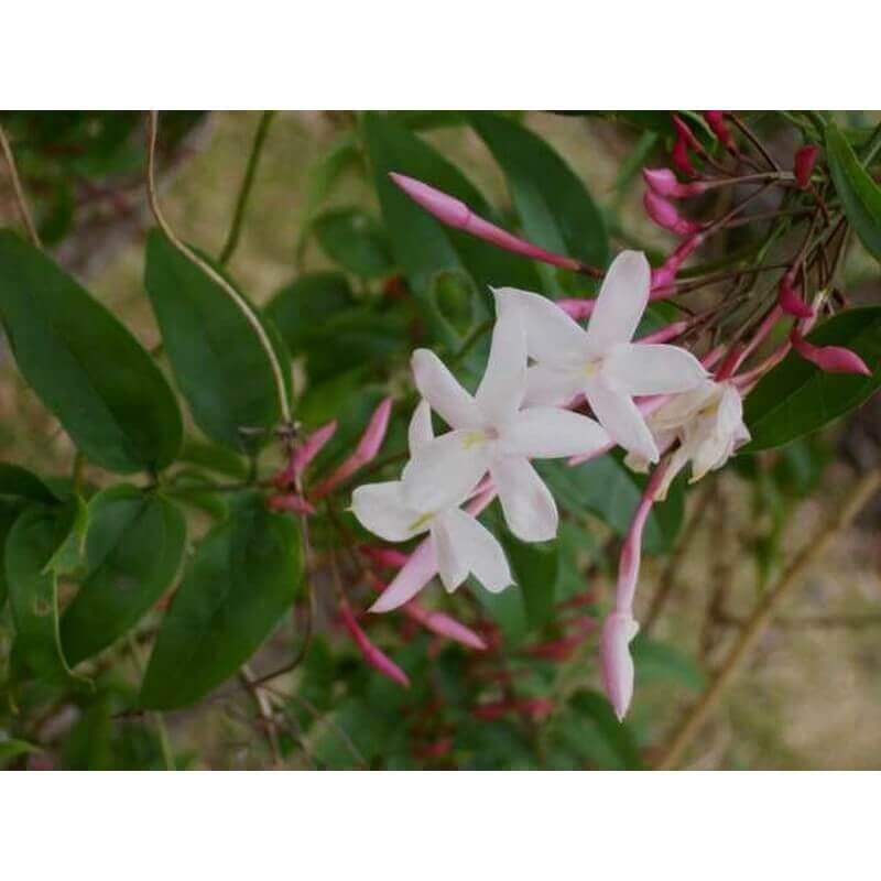 Jasmin - Jasminum – Image 3