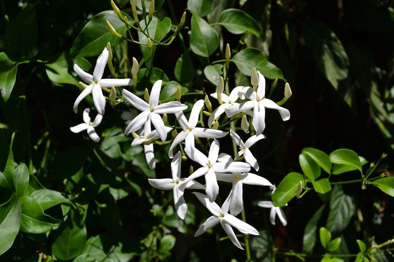 Jasmin - Jasminum