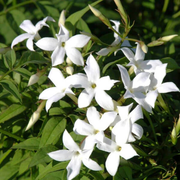 Jasmin - Jasminum – Image 5