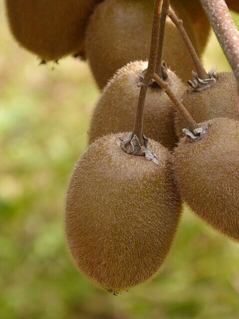 Kiwi Actinidia