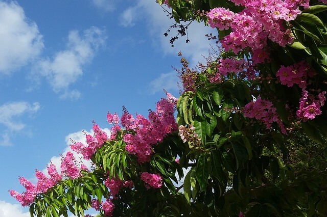Lagerstroemia Indica - Lilas d'Eté