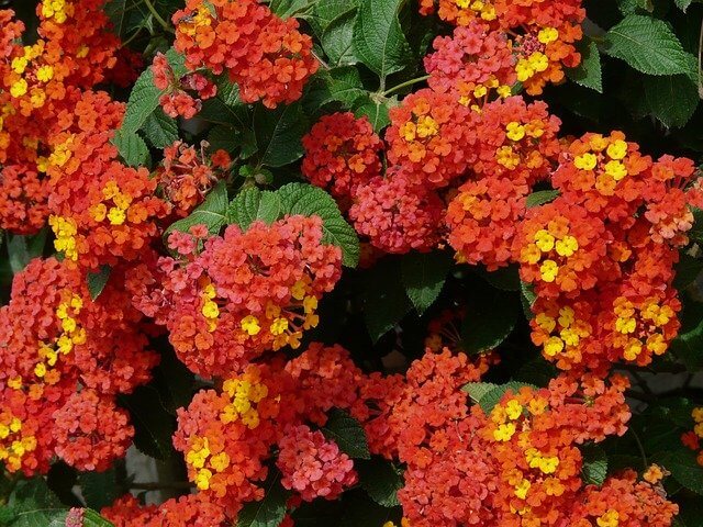 Lantana Camara – Image 3