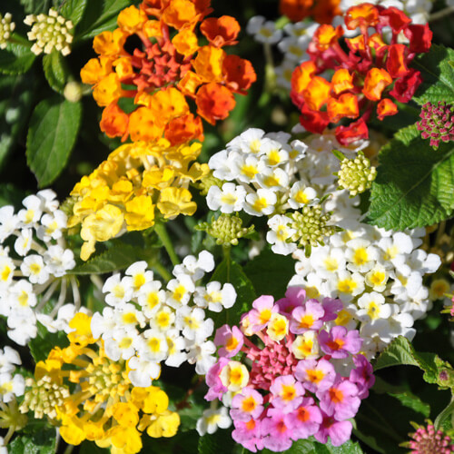 Lantana Camara