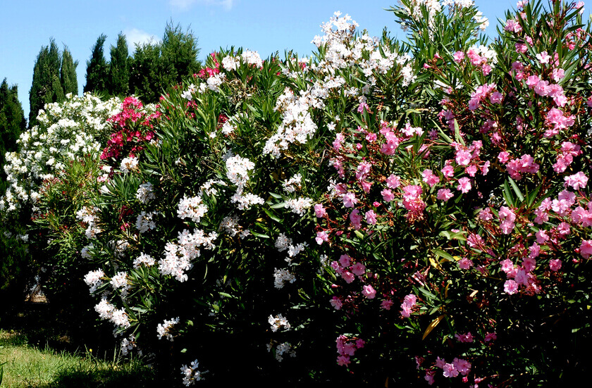 Laurier Rose
