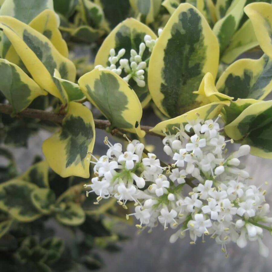 Troène du Japon - Ligustrum