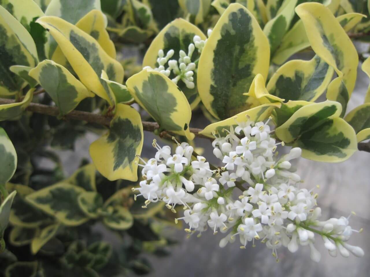 Troène du Japon - Ligustrum