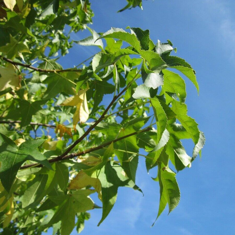 Liquidambar Styraciflua