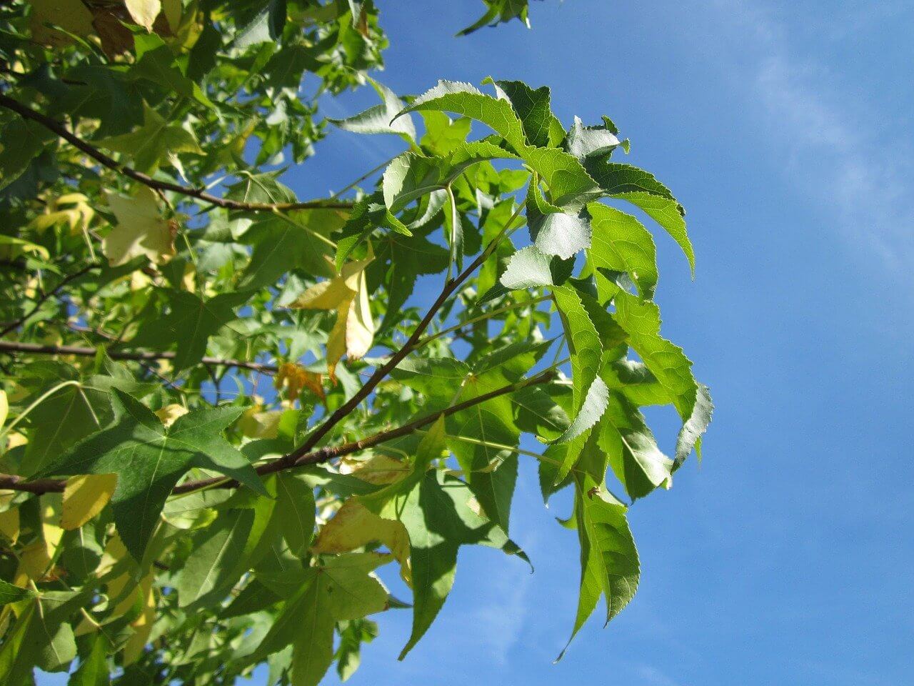 Liquidambar Styraciflua