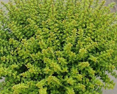 Lonicera Nitida