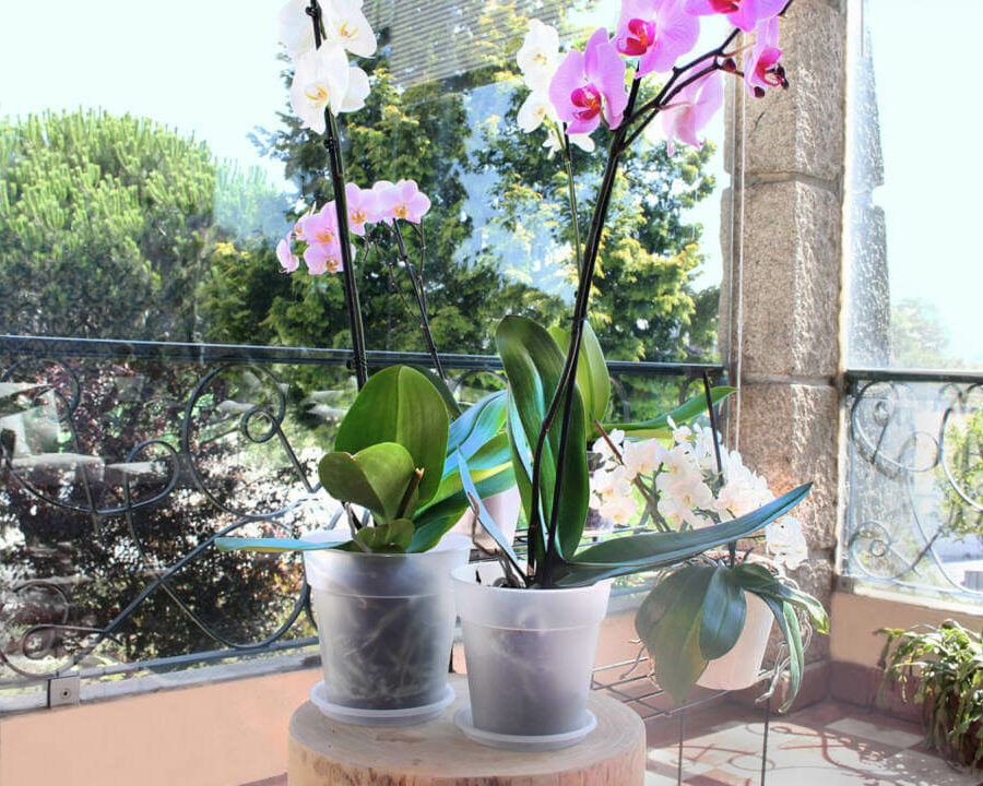 Pot Orchidée Madagascar