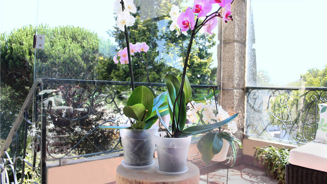 Pot Orchidée Madagascar