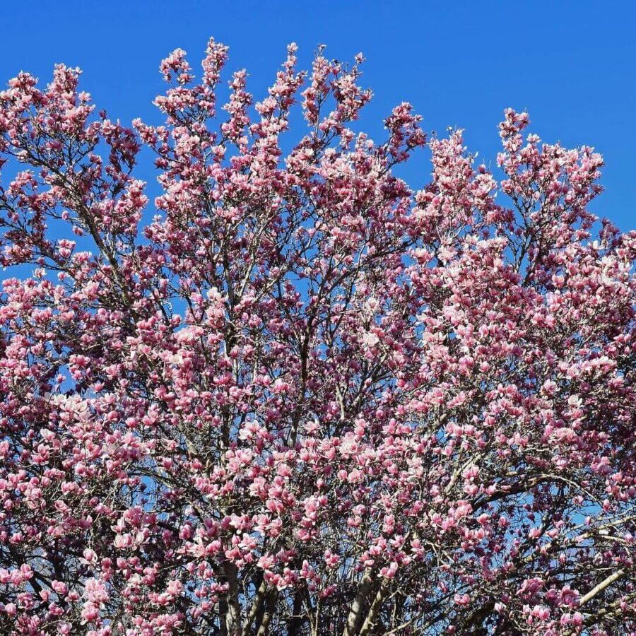 Magnolia