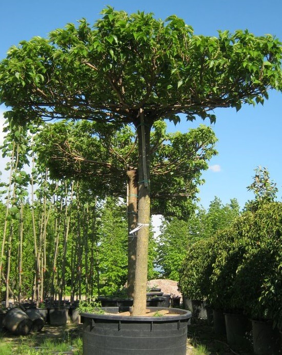 Murier Platane forme Parasol - Morus Platanifolia